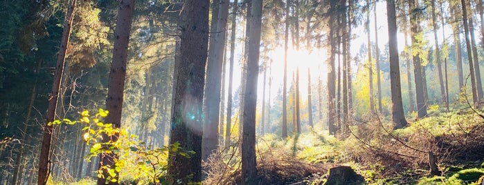 Nationalpark Eifel is one of Plaatsen voor Gästen van Das Krümmelhäuschen.