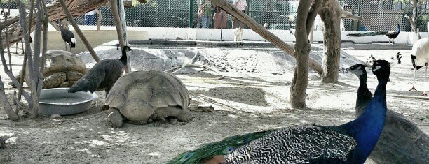 Dubai Zoo is one of الإمارات.
