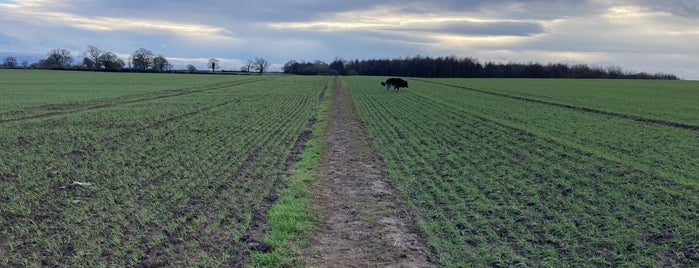 Fields Around Whixley is one of U.K. 2.