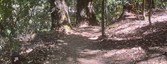 Castle Rock State Park is one of TRAILS.