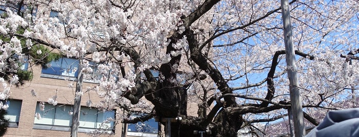 石割桜 is one of abandoned places.