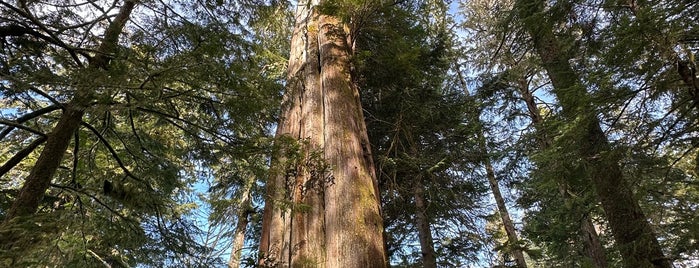 Big Tree Trail, Meares Island is one of Weekend Trip: Vancouver.