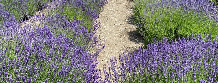 Purple Haze Lavender Farm is one of WA.