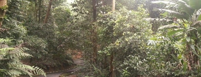 Bukit Nanas Forest Reserve is one of Kuala Lumpur, Malaysia.