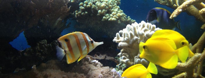 Aquarium is one of Orte, die Ankur gefallen.