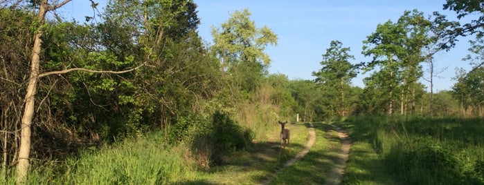 Deer Grove Forest Preserve is one of Hiking in Northeast Illinois.