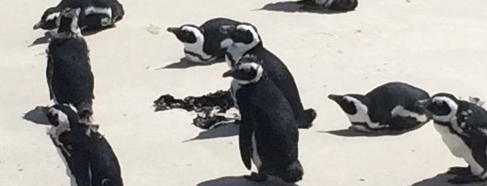 Boulders Beach Penguin Colony is one of Travel Guide to Cape Town.