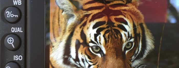 Malayan Tiger Habitat is one of The 15 Best Zoos in Houston.