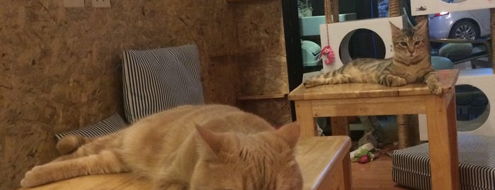 Catmosphere Cat Café is one of Chiang Mai 1　チェンマイその１.