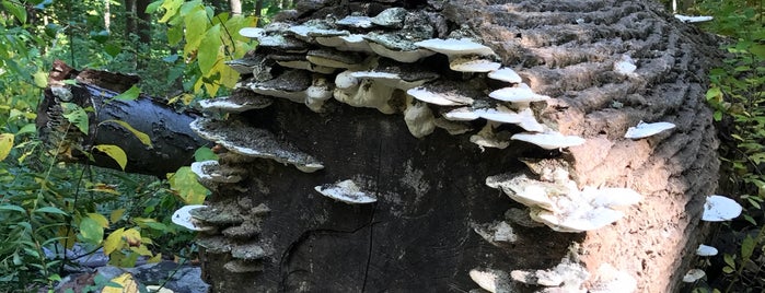 Dismal Harmony Natural Area is one of NJ Outdoors.