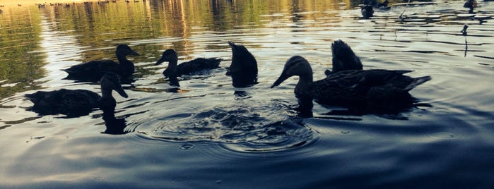 Duck Pond is one of Tempat yang Disukai Doc.