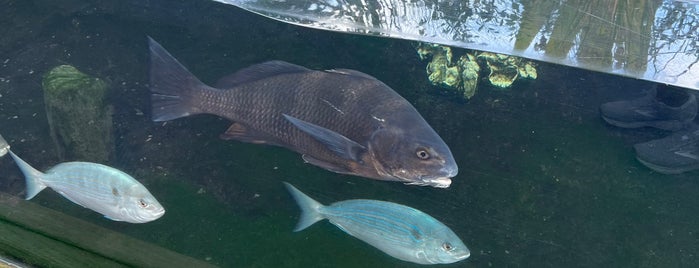 South Carolina Aquarium is one of Locais curtidos por Christopher.
