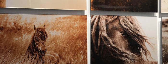 The Wild Horses of Sable Island is one of Warhol Badge - New York Venues.