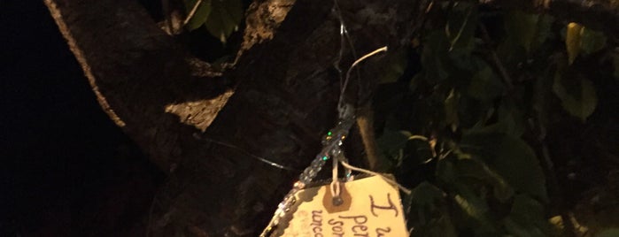 The Wish Tree is one of San Francisco Goals!.