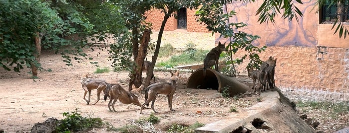 Sri Chamarajendra Zoological Gardens - Mysore Zoo is one of India to do.