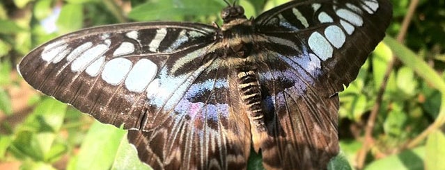 Butterfly Dome is one of Lieux qui ont plu à Brkgny.