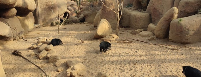 Burgers' Zoo is one of Bart in Arnhem.