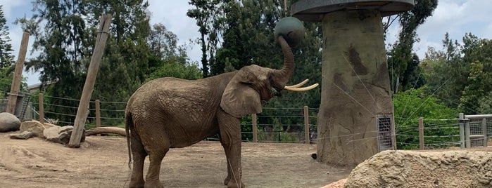 Elephant Odyssey is one of San Diego Zoo.