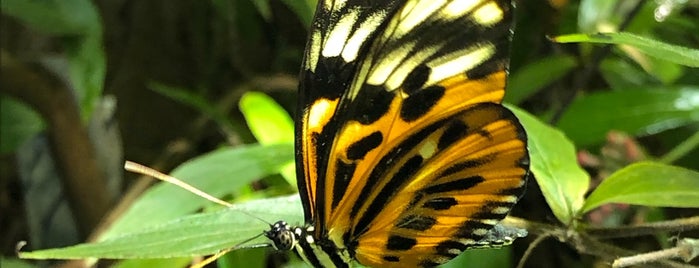 Butterflies and Plants - Partners in Evolution is one of 3 Days In DC.