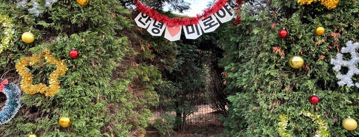 Jeju Kimnyoung Maze Park is one of 🌏 anhyeong korea 🇰🇷.