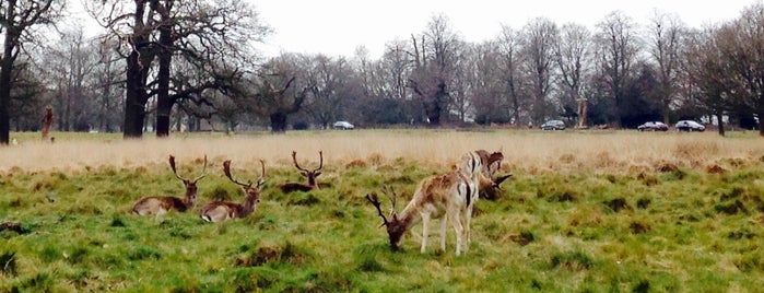 Richmond Park is one of London Starred.