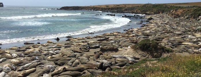 Piedras Blancas Elephant Seal Rookery is one of Janさんのお気に入りスポット.