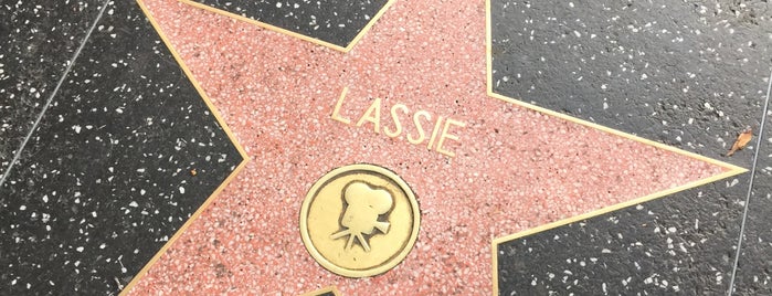 Lassie is one of Park.