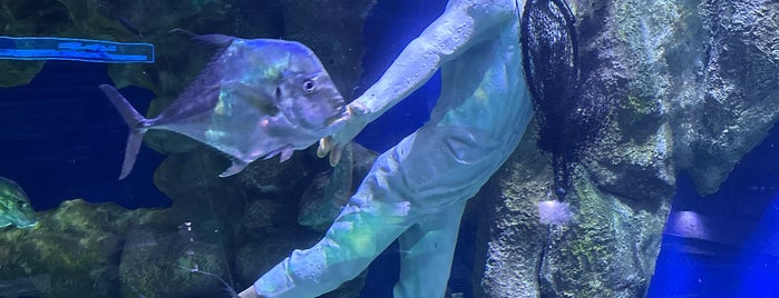 The National Aquarium Abu Dhabi is one of ABU DHABI 🇦🇪.