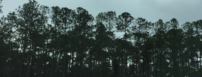 Osceola National Forest is one of Parks to visit.