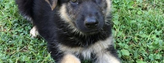 Puppies For Sale is one of All Pet Sites.