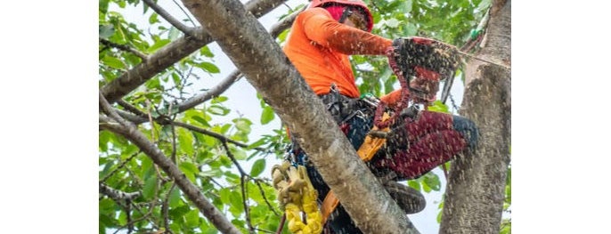 Bill's Tree Service & Home Improvements is one of สถานที่ที่ Chester ถูกใจ.