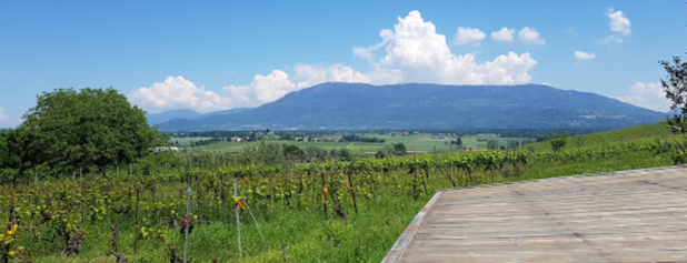 Domaine de La Tour is one of Geneva wineries.