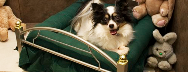 Pets Inn Suites is one of Lugares favoritos de Chester.