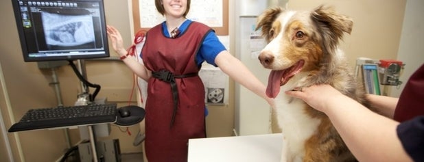 Anderson Animal Hospital is one of Veterinary Clinics Across Western Canada.