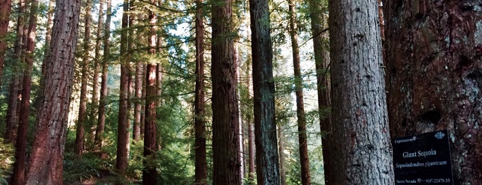 Hoyt Arboretum is one of Oregon.