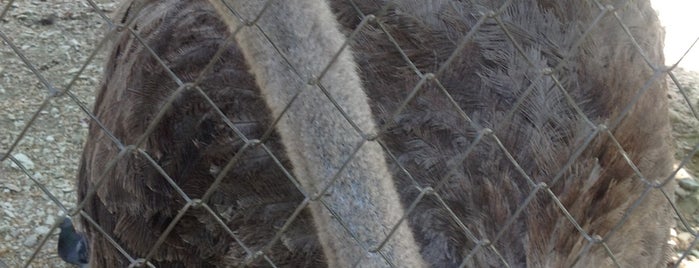 Вольер со страусами в Дендрарии is one of Fedor : понравившиеся места.