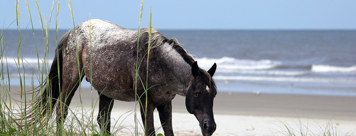 Cumberland Island National Seashore is one of The Most Beautiful Spot in Every U.S. State.