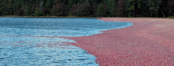 West Jersey Cranberry Bogs is one of The Most Beautiful Spot in Every U.S. State.