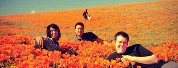 Antelope Valley Poppy Reserve is one of Guide to Los Angeles's best spots.