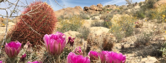 Fortynine Palms Oasis Trail is one of Palm Springs.