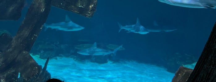 Shark Reef Aquarium is one of Viva Las Vegas.
