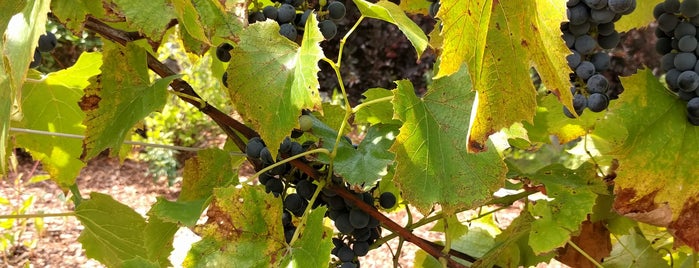 Zorvino Vineyards is one of Locais curtidos por A.