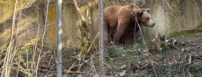 Bärenpark is one of Bern 2018.