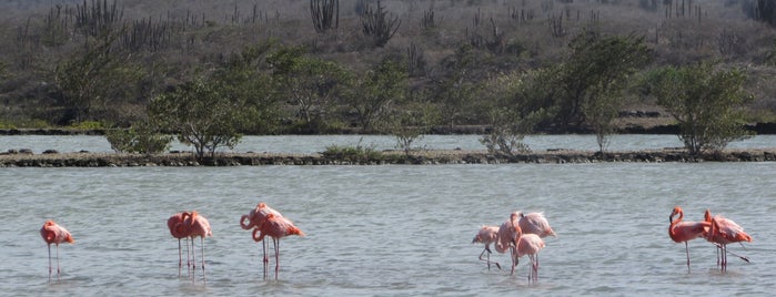 Jan Kok Flamingo Trail is one of Curaçao.