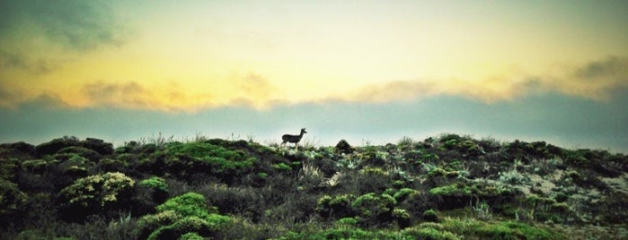 Asilomar State Beach is one of Monterey Spots.