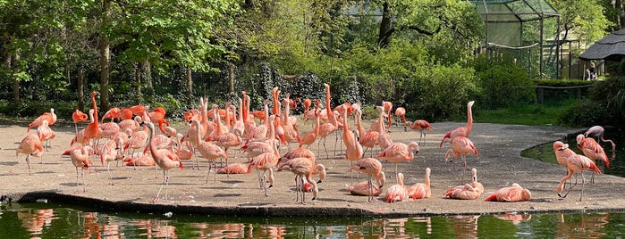 Caribbean Flamingos Exhibit is one of ZOO Praha.