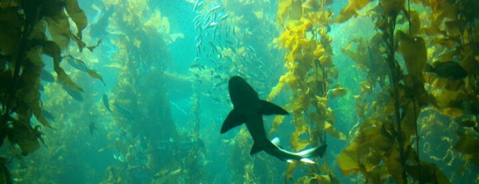 Monterey Bay Aquarium is one of Aquariums.