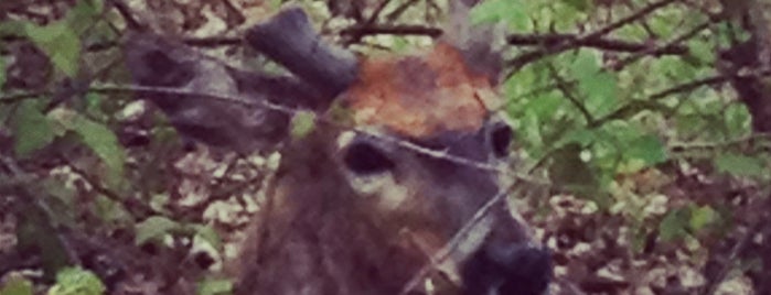 Emily Oaks Nature Preserve is one of Forest Preserves.