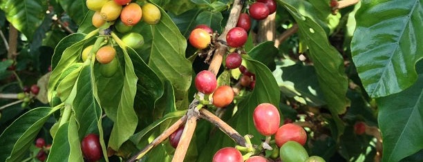 Greenwell Farms Coffee Plantation is one of Best of Kona (Big Island).