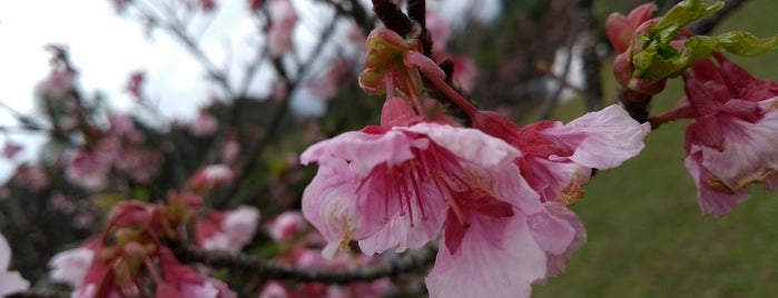 Sakura Matsuri is one of Tempat yang Disukai Eloiza.